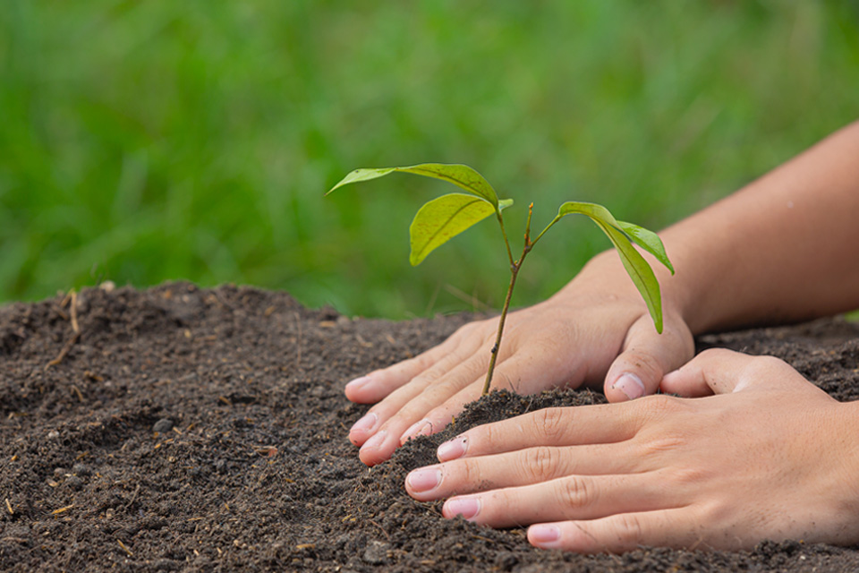 Over 95 Million Trees Planted in Saudi Arabia Since 2021